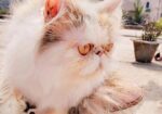 Exotic Calico Female সেল্ করা হবে