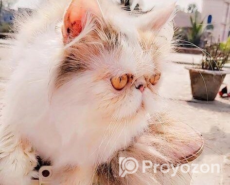 Exotic Calico Female সেল্ করা হবে