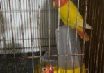 Running Love Bird