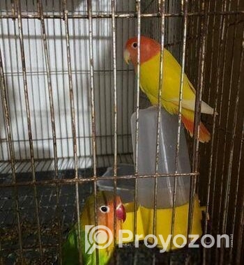 Running Love Bird