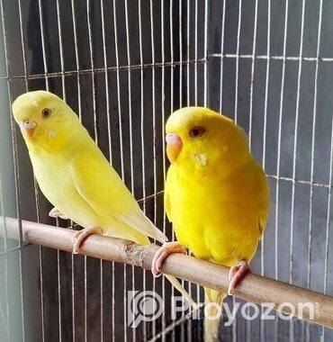 লুটিনো বাজরিগার