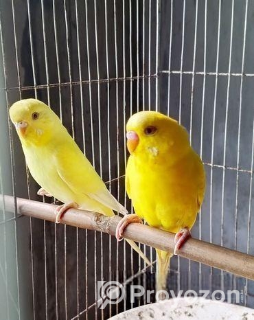 লুটিনো বাজরিগার