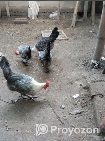 ডিম পাড়া মুরগী সেল হবে।