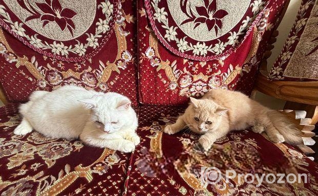 পারশিয়ান বিড়াল