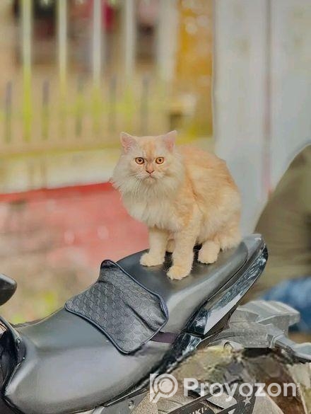 পারসিআন বিড়াল