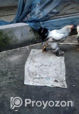 ব্রাহামা জাতের মুরগী নর