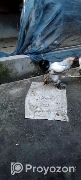 ব্রাহামা জাতের মুরগী নর