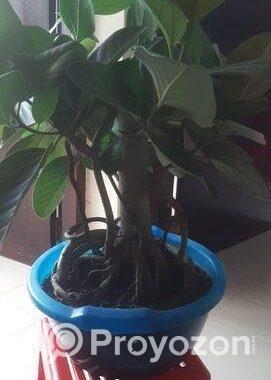 বনসাই কাঠালি বট গাছ