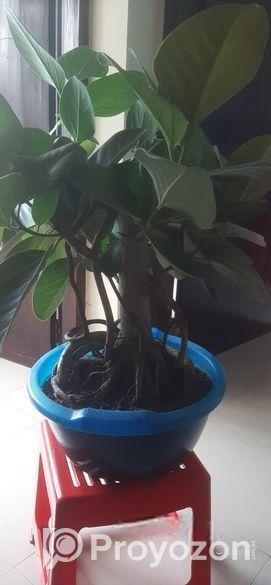 বনসাই কাঠালি বট গাছ