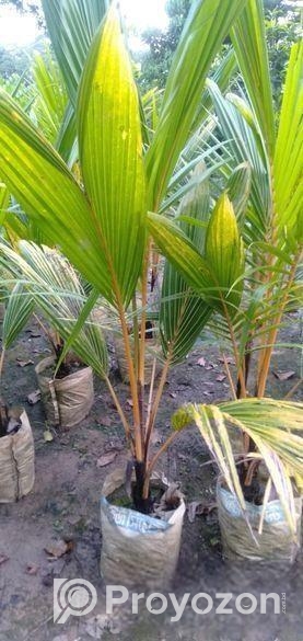 কেরালা নারিকেল চারা