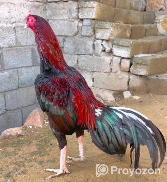 অরজিনাল ইন্ডিয়ান আসিল মোরগ বিক্রি করা হবে।