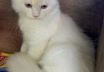 Persian Male Cat (purebred)