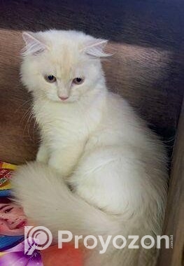 Persian Male Cat (purebred)