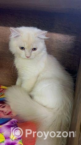 Persian Male Cat (purebred)