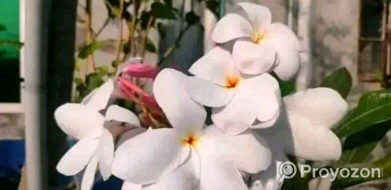 পিংক পুডিকা কাঠগোলাপ চারা