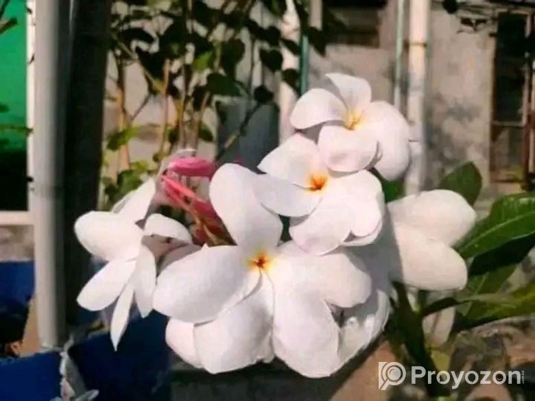 পিংক পুডিকা কাঠগোলাপ চারা