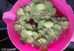 Water Lettuce.floting Plant For Aquarium,pond