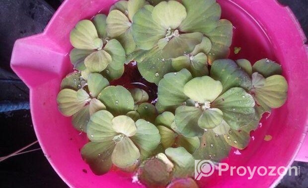 Water Lettuce.floting Plant For Aquarium,pond