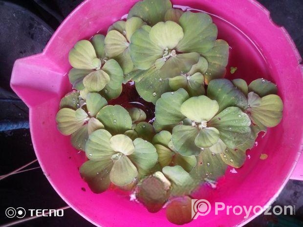 Water Lettuce.floting Plant For Aquarium,pond
