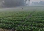 Rent agricultural land for firming/ mini warehouse/ others