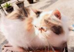 Exotic Calico Female সেল্ করা হবে