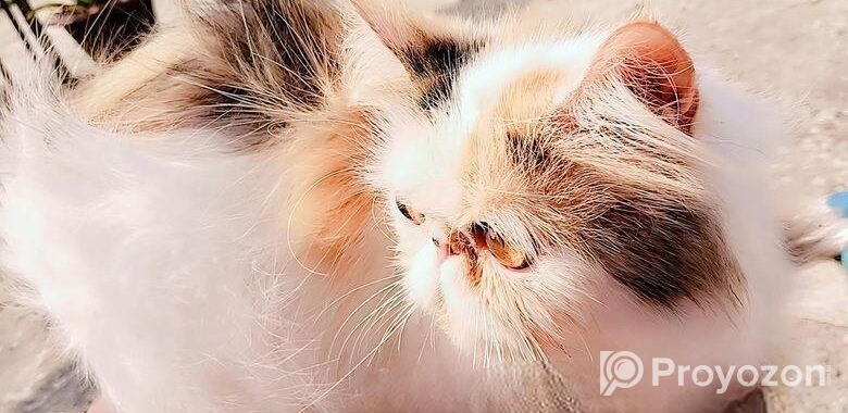 Exotic Calico Female সেল্ করা হবে