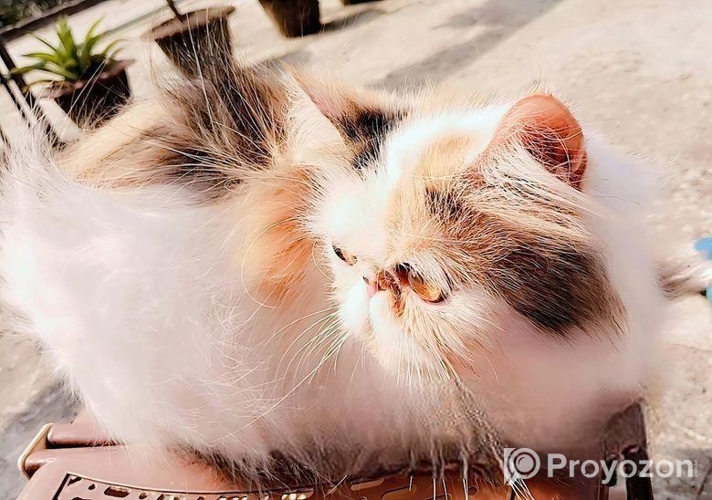 Exotic Calico Female সেল্ করা হবে