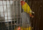 Running Love Bird