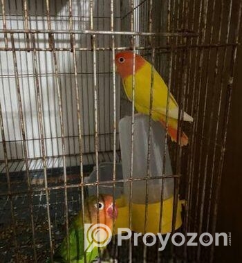 Running Love Bird
