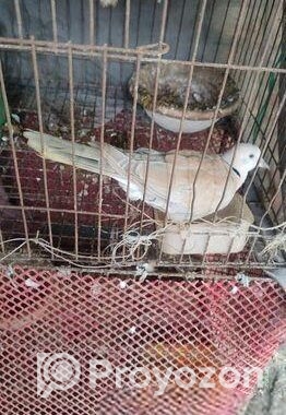 অস্ট্রেলিয়ান গ্রে ঘুঘু