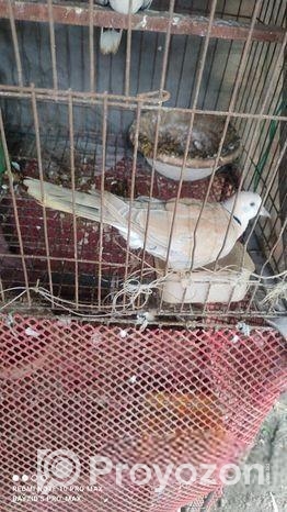 অস্ট্রেলিয়ান গ্রে ঘুঘু