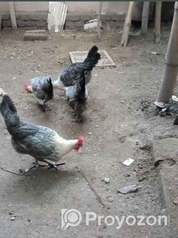 ডিম পাড়া মুরগী সেল হবে।