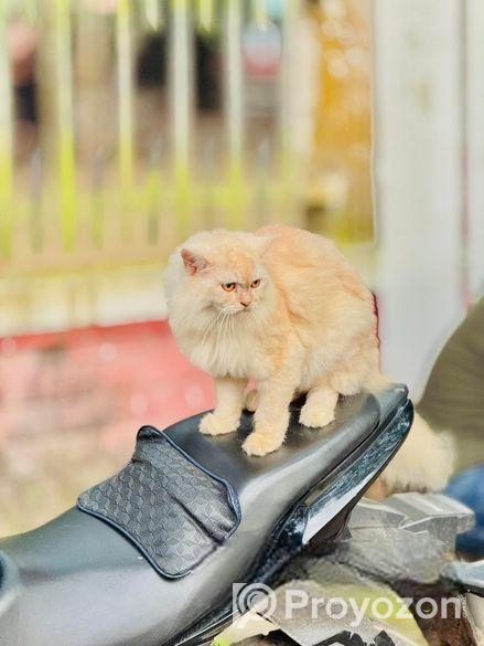 পারসিআন বিড়াল