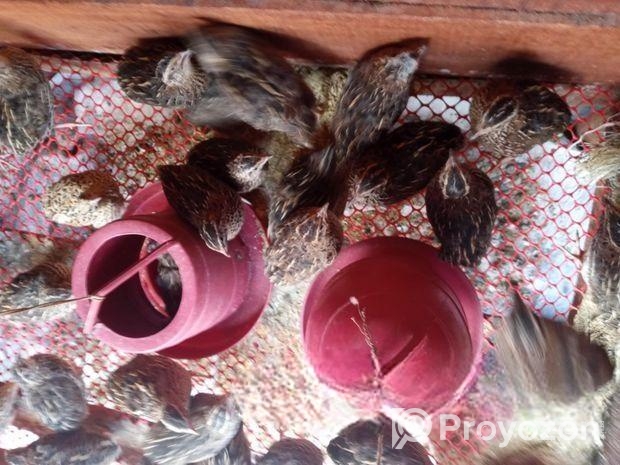 রানিং ডিম পারা কয়েল পাখি