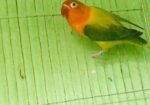 Green Euwing Opaline Female