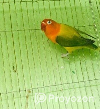 Green Euwing Opaline Female
