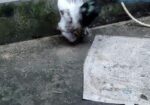 ব্রাহামা জাতের মুরগী নর