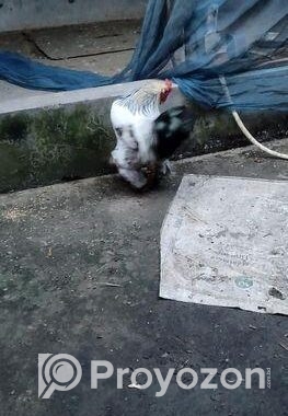 ব্রাহামা জাতের মুরগী নর