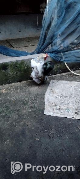 ব্রাহামা জাতের মুরগী নর
