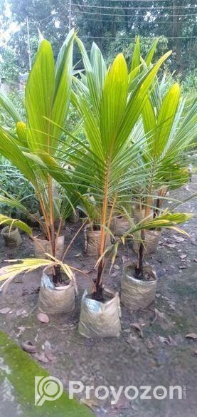 কেরালা নারিকেল চারা