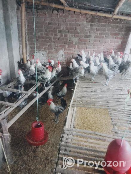 রানিং মিশরীয় ফাউমি