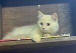 Persian Male Cat (purebred)