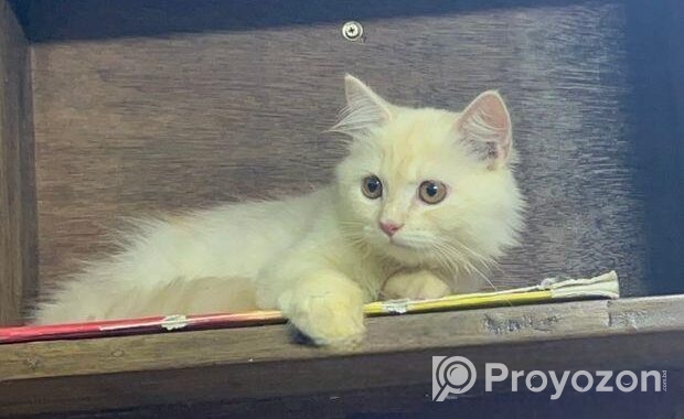 Persian Male Cat (purebred)