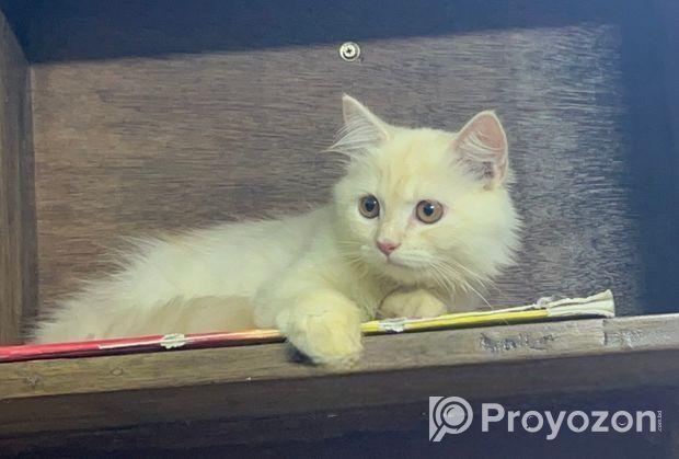 Persian Male Cat (purebred)