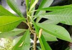 পিংক পুডিকা কাঠগোলাপ চারা
