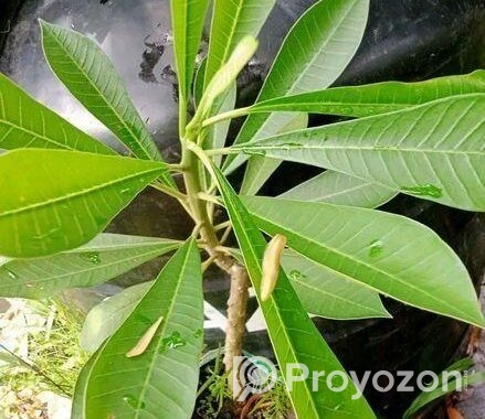 পিংক পুডিকা কাঠগোলাপ চারা