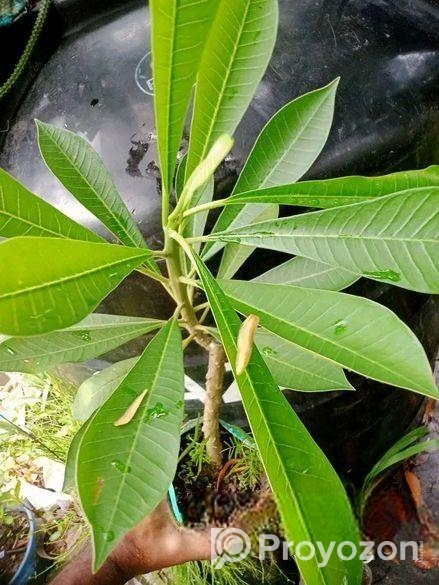 পিংক পুডিকা কাঠগোলাপ চারা