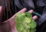 Water Lettuce.floting Plant For Aquarium,pond