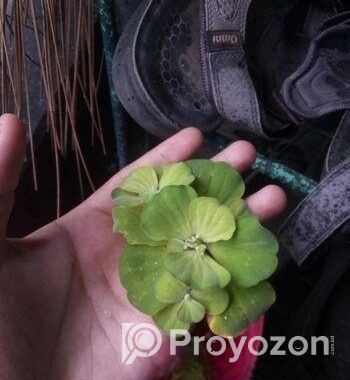 Water Lettuce.floting Plant For Aquarium,pond