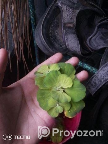 Water Lettuce.floting Plant For Aquarium,pond